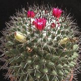 Mammillaria polythele JL2719.jpg